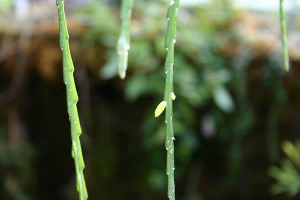 http://www.cloudjungle.com/CloudJungle/Cactaceae/Lepismium/Lepismium warmingianum bud.jpg